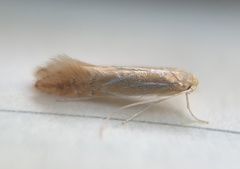 Phyllonorycter basistrigella