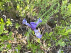 Iris prismatica