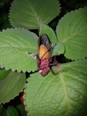 Copidocephala guttata