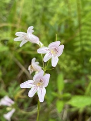 Penstemon laevigatus