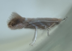 Cameraria quercivorella