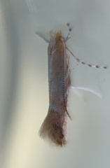 Cameraria quercivorella