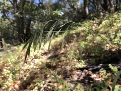 Bromus laevipes