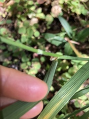 Bromus laevipes