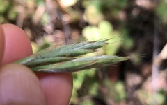 Bromus laevipes