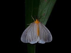Birnara bicolor