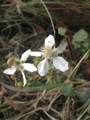 Metisella metis paris