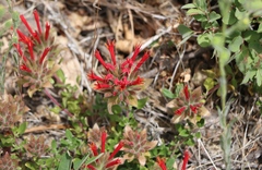 Monardella macrantha macrantha