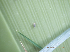 Amblysellus curtisii