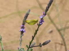 Colias harfordii