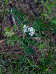 Lathyrus lanszwertii