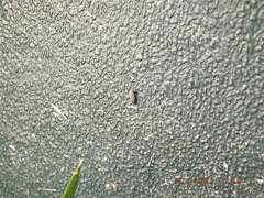 Amblysellus curtisii