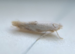 Bucculatrix packardella
