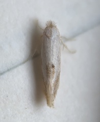 Bucculatrix packardella