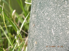 Amblysellus curtisii