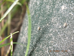 Amblysellus curtisii