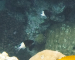 Pycnochromis dimidiatus