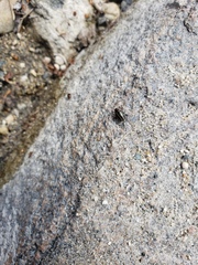 Calligrapha californica