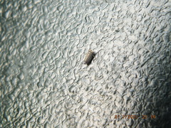 Amblysellus curtisii