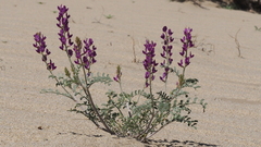 Astragalus lentiginosus borreganus