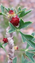 Petrophile diversifolia
