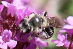 Andrena