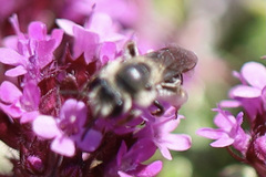 Andrena