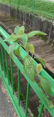 Acalypha alopecuroidea