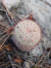Mammillaria jaliscana jaliscana