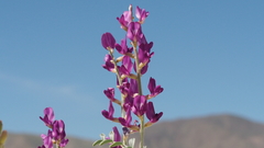 Astragalus lentiginosus borreganus
