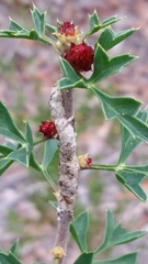 Petrophile diversifolia