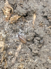 Chaetophiloscia sicula