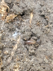 Chaetophiloscia sicula