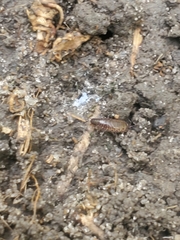 Chaetophiloscia sicula