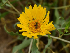 Grindelia pulchella
