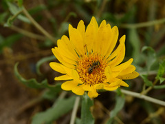Grindelia pulchella