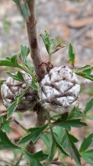 Petrophile diversifolia