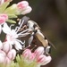 photo of Thick-legged Hover Fly (Syritta pipiens)