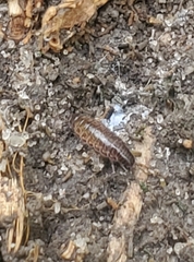 Chaetophiloscia sicula