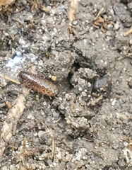 Chaetophiloscia sicula