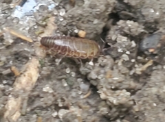 Chaetophiloscia sicula