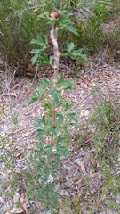 Petrophile diversifolia