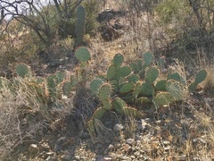 Opuntia engelmannii engelmannii