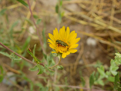Grindelia pulchella