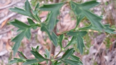 Petrophile diversifolia