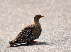 Pterocles bicinctus multicolor