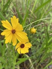 Coreopsis falcata