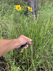 Coreopsis falcata