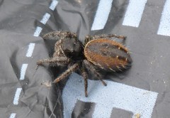 Phidippus johnsoni