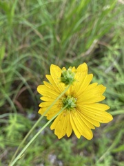Coreopsis falcata